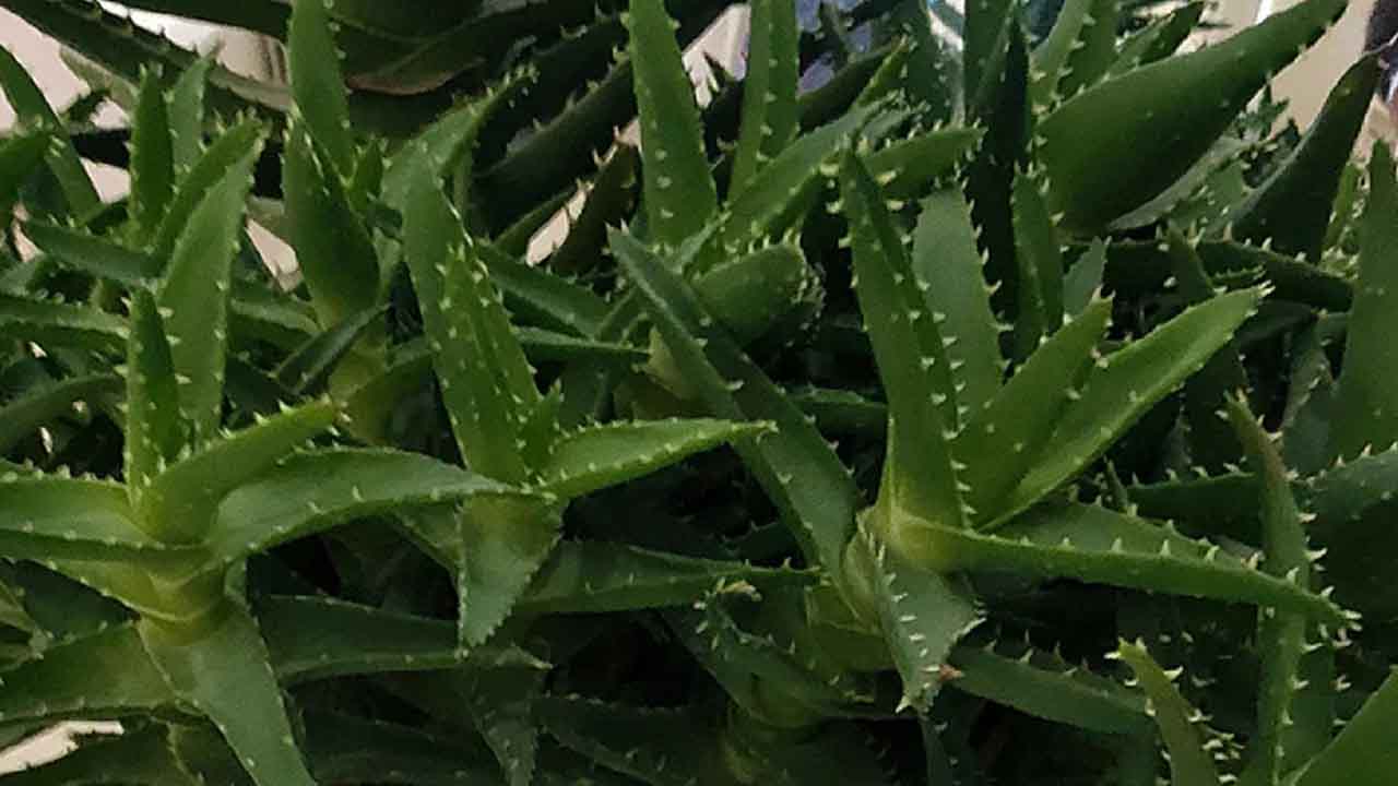 芦荟