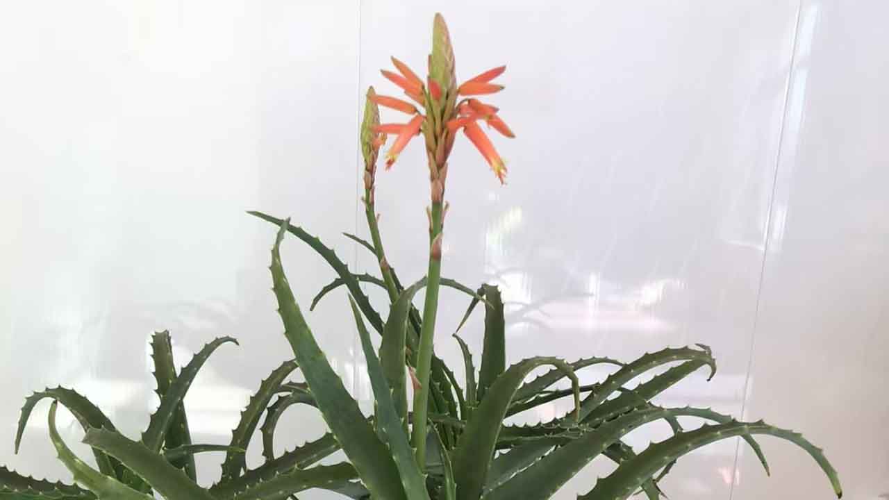 芦荟