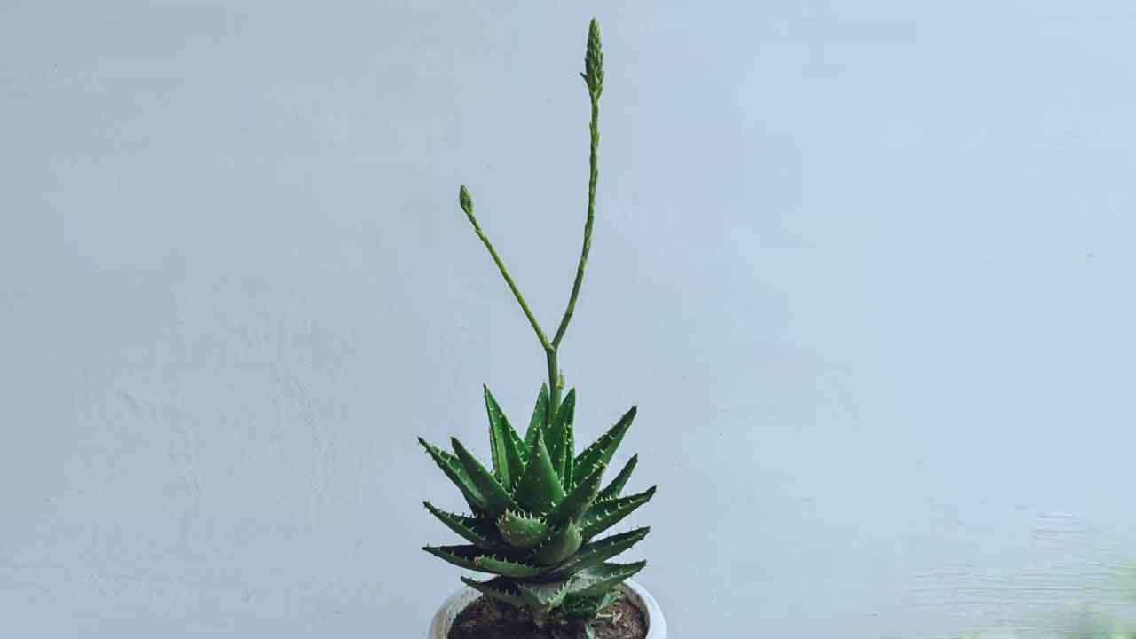 芦荟