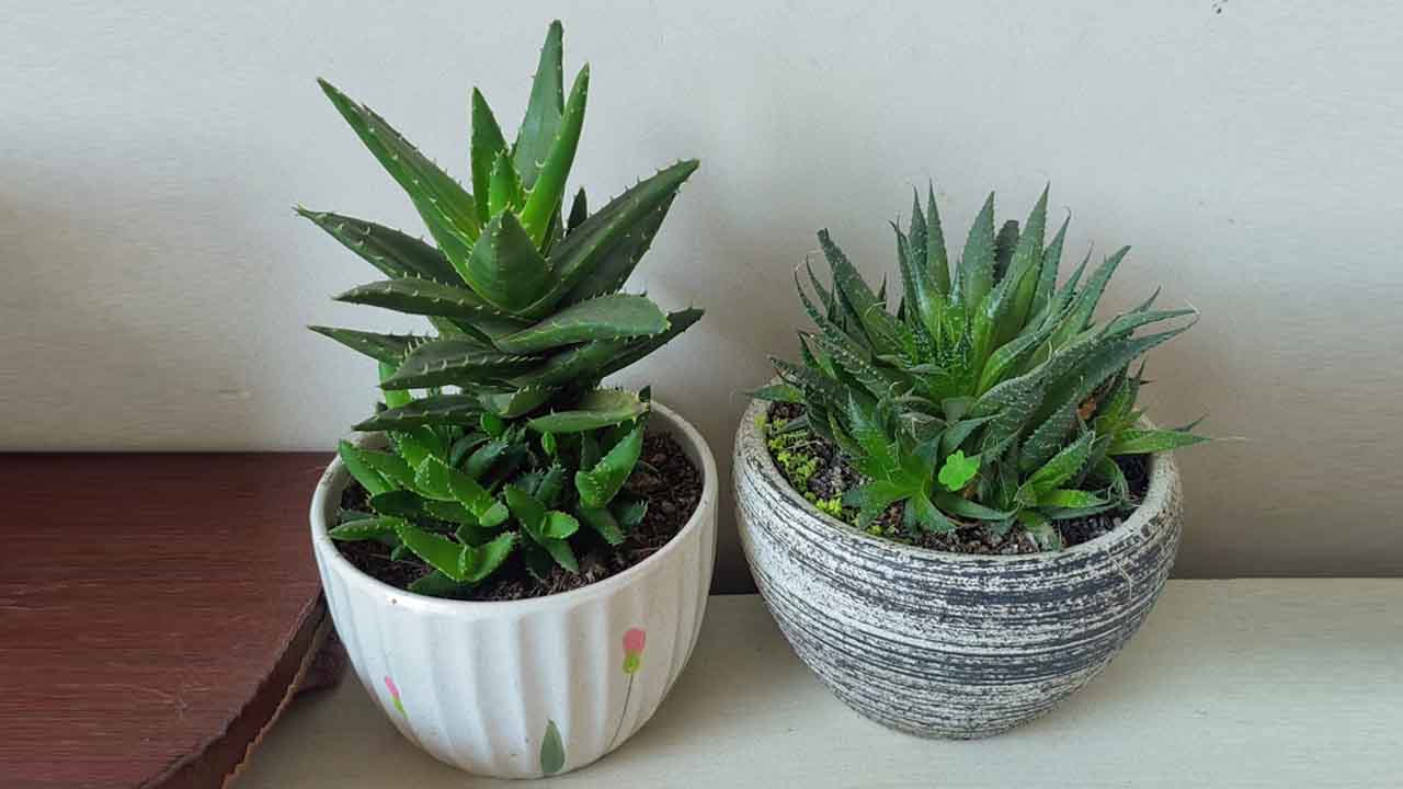 芦荟