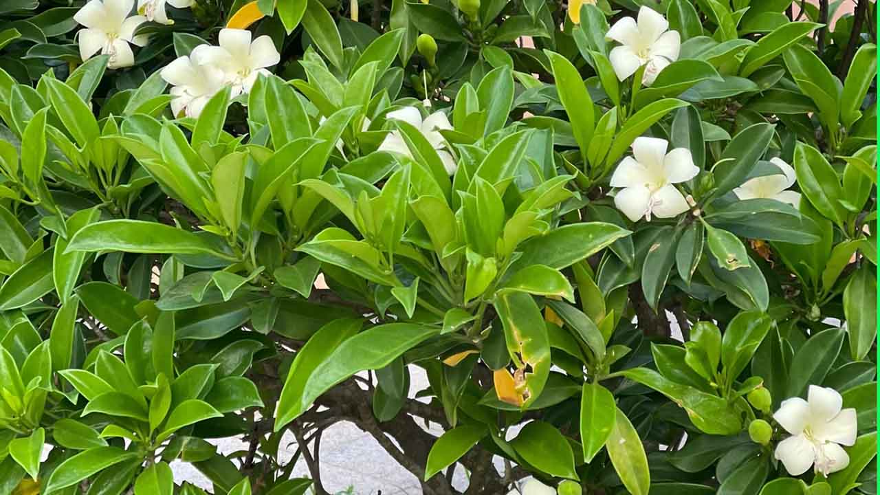 灰莉