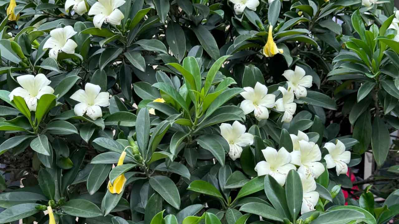 灰莉