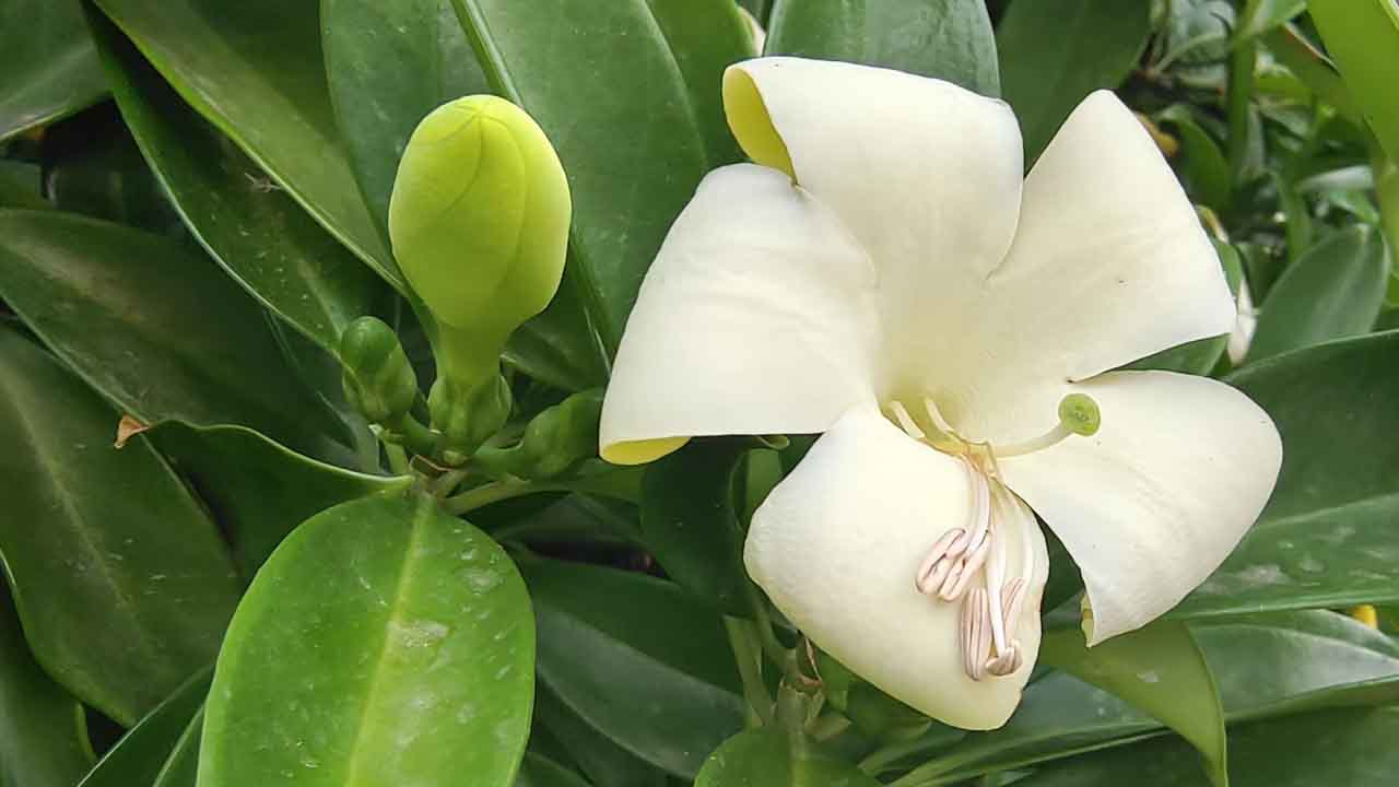 灰莉