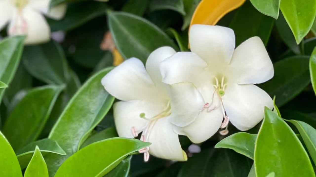 灰莉