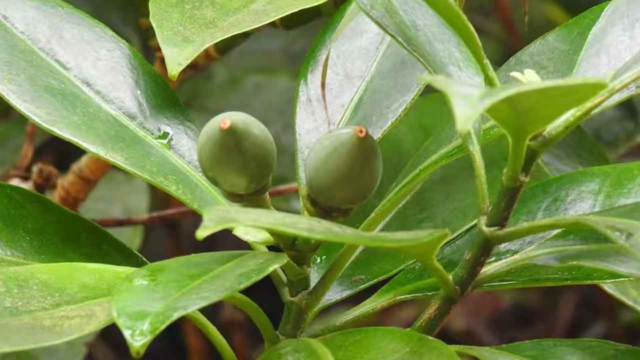 灰莉