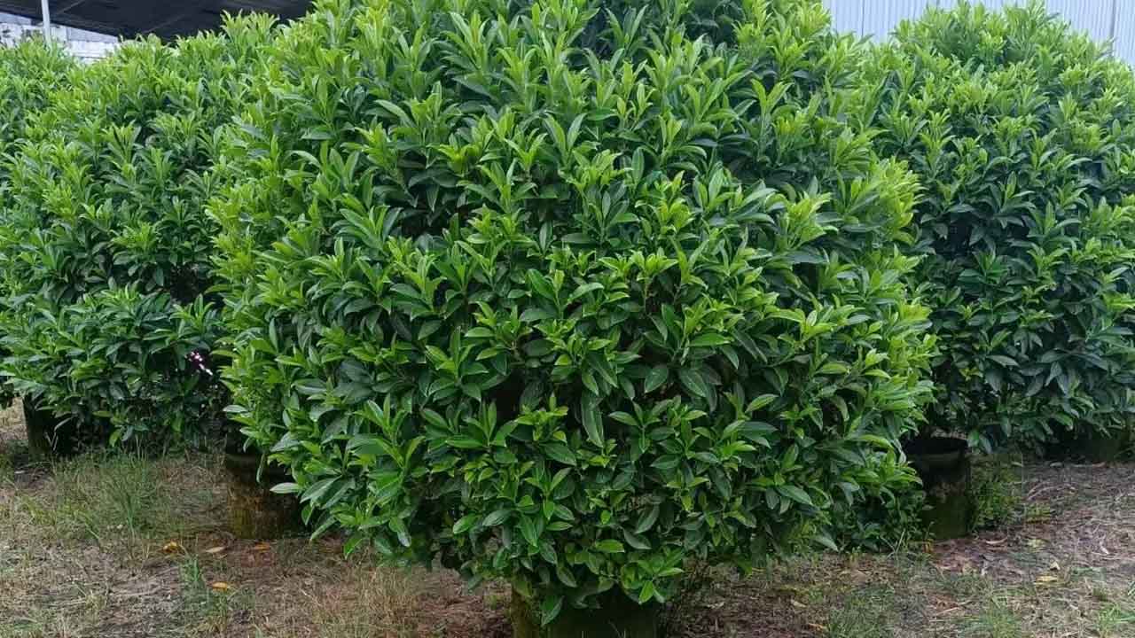 灰莉