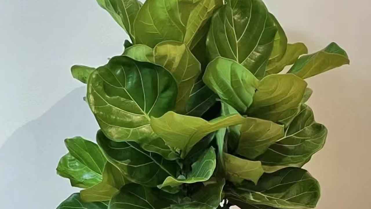 琴叶榕