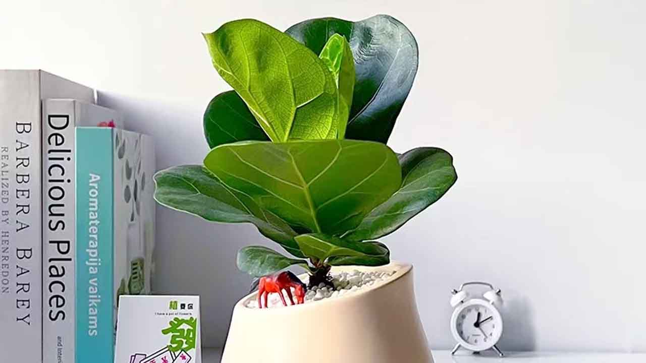 琴叶榕