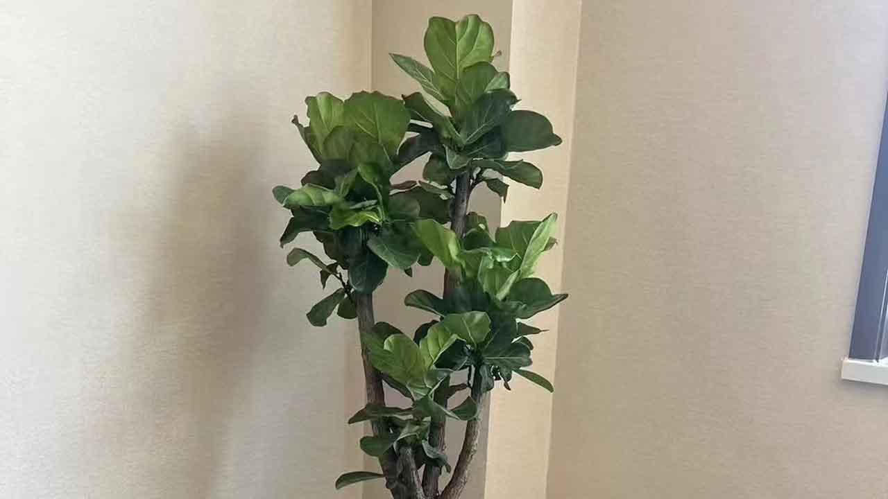 琴叶榕