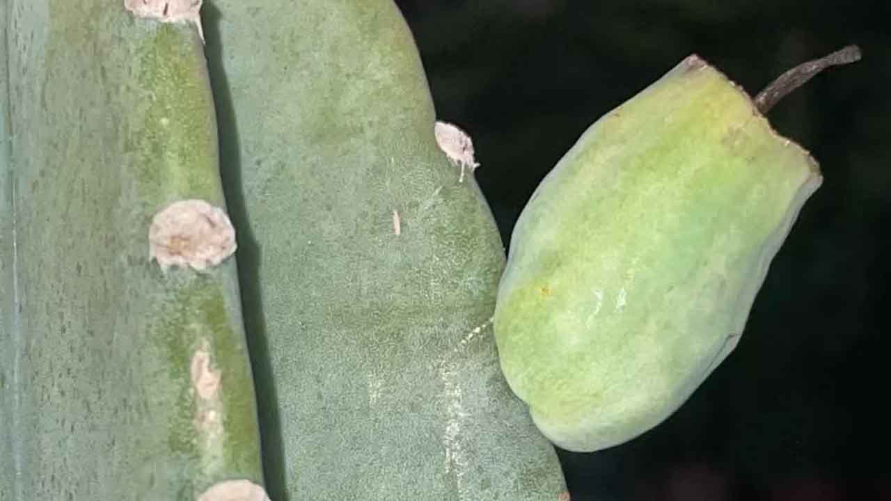 量天尺