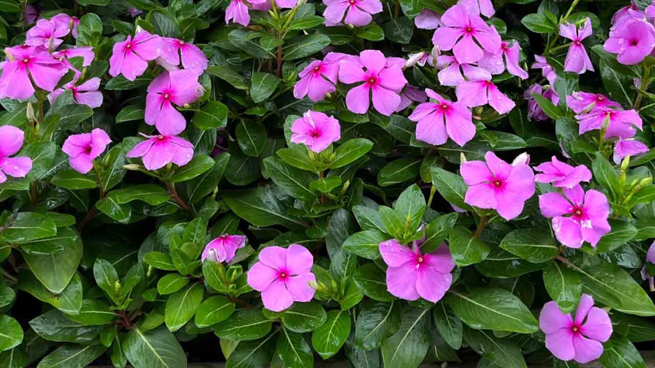 长春花
