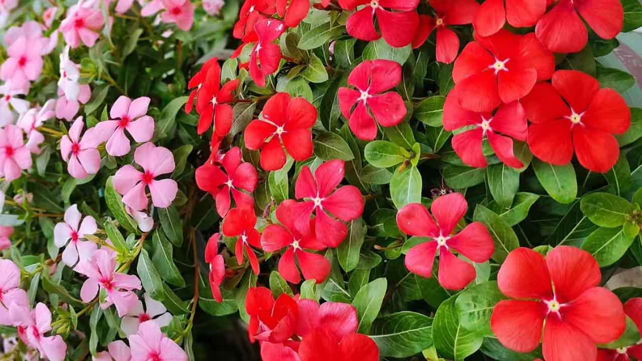 长春花