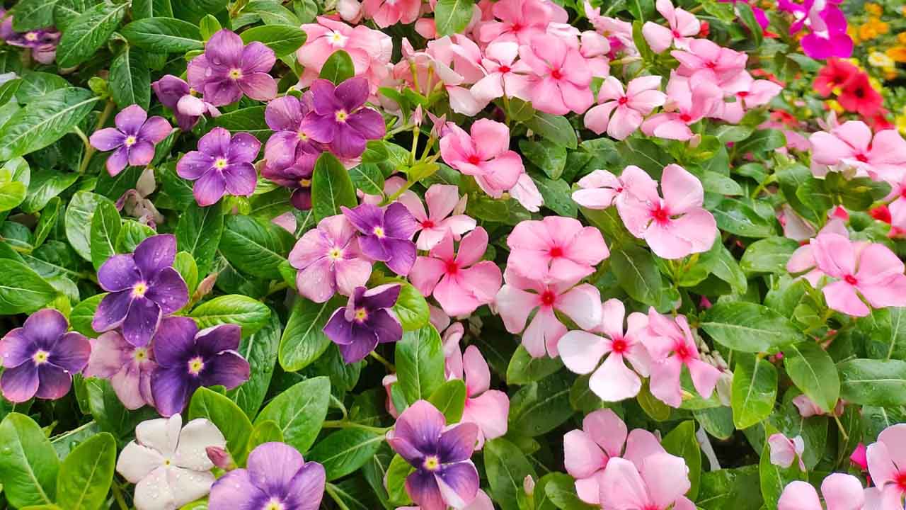 长春花