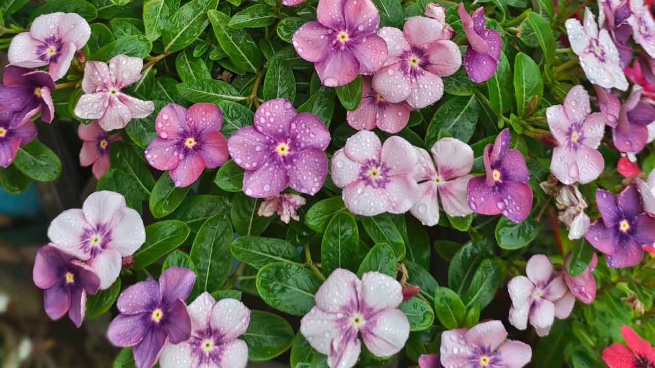 长春花