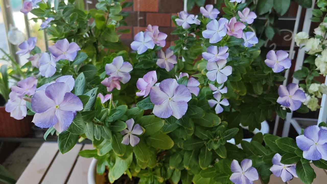 长春花