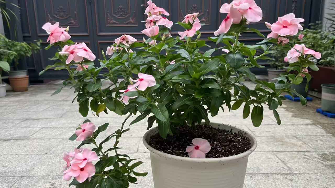 长春花