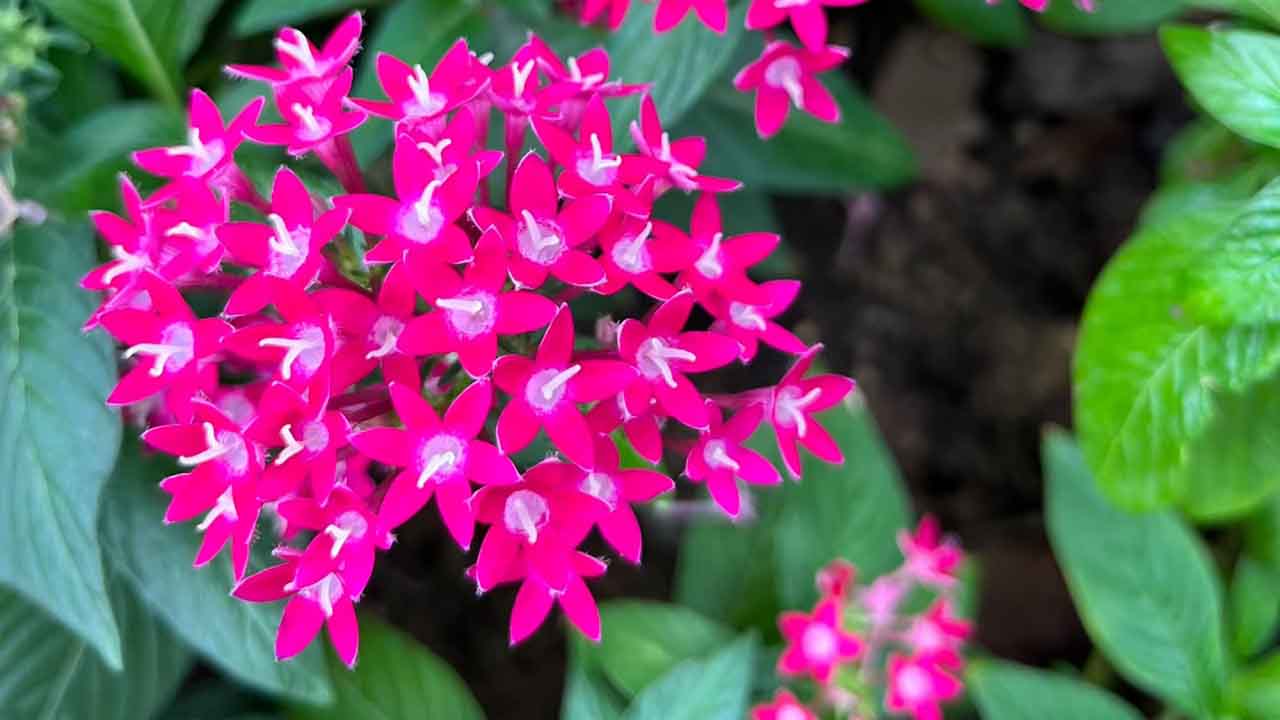 五星花