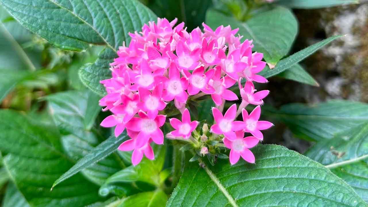 五星花