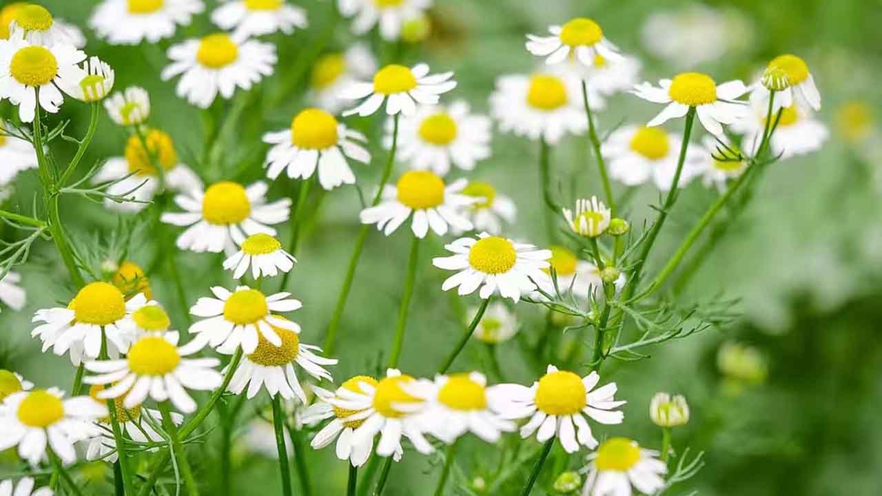 母菊