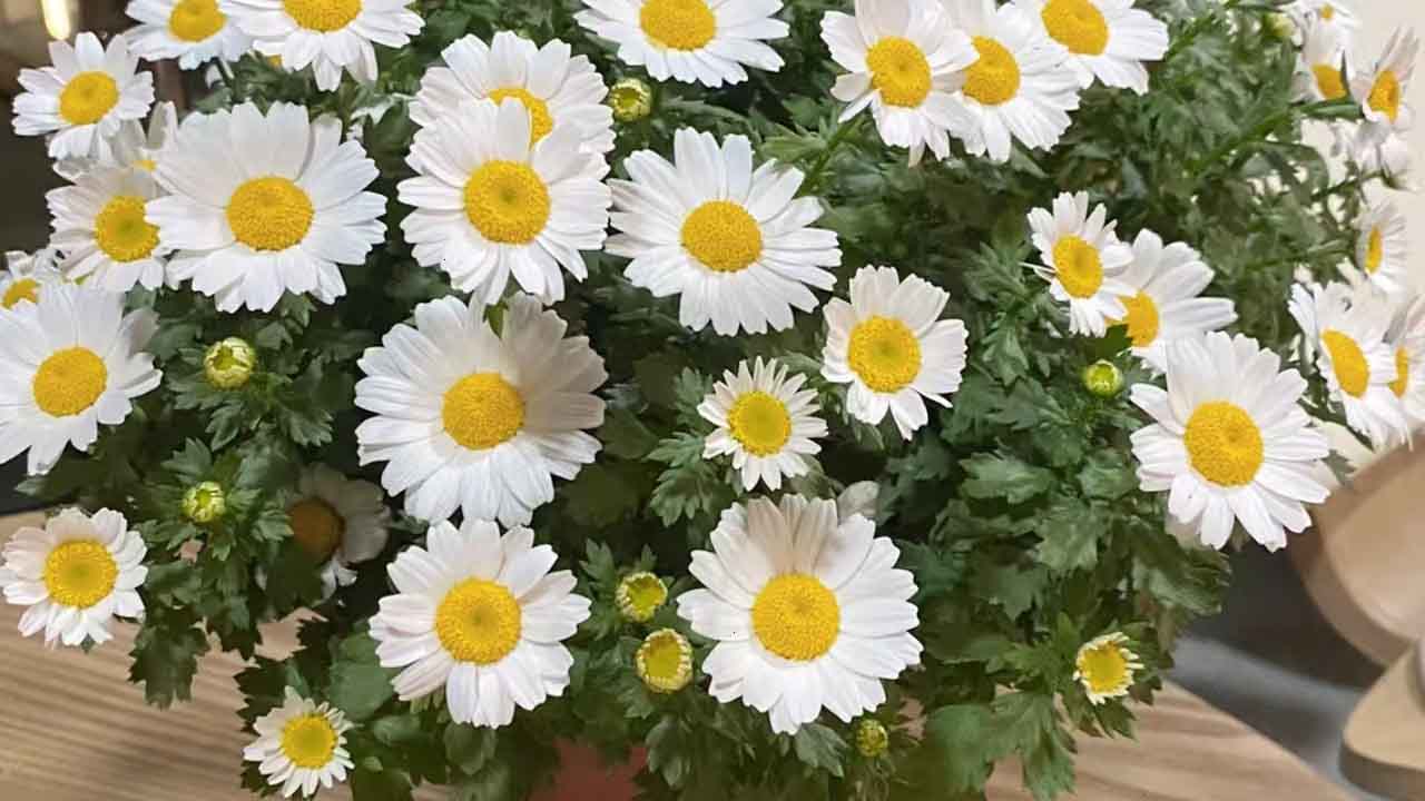 母菊