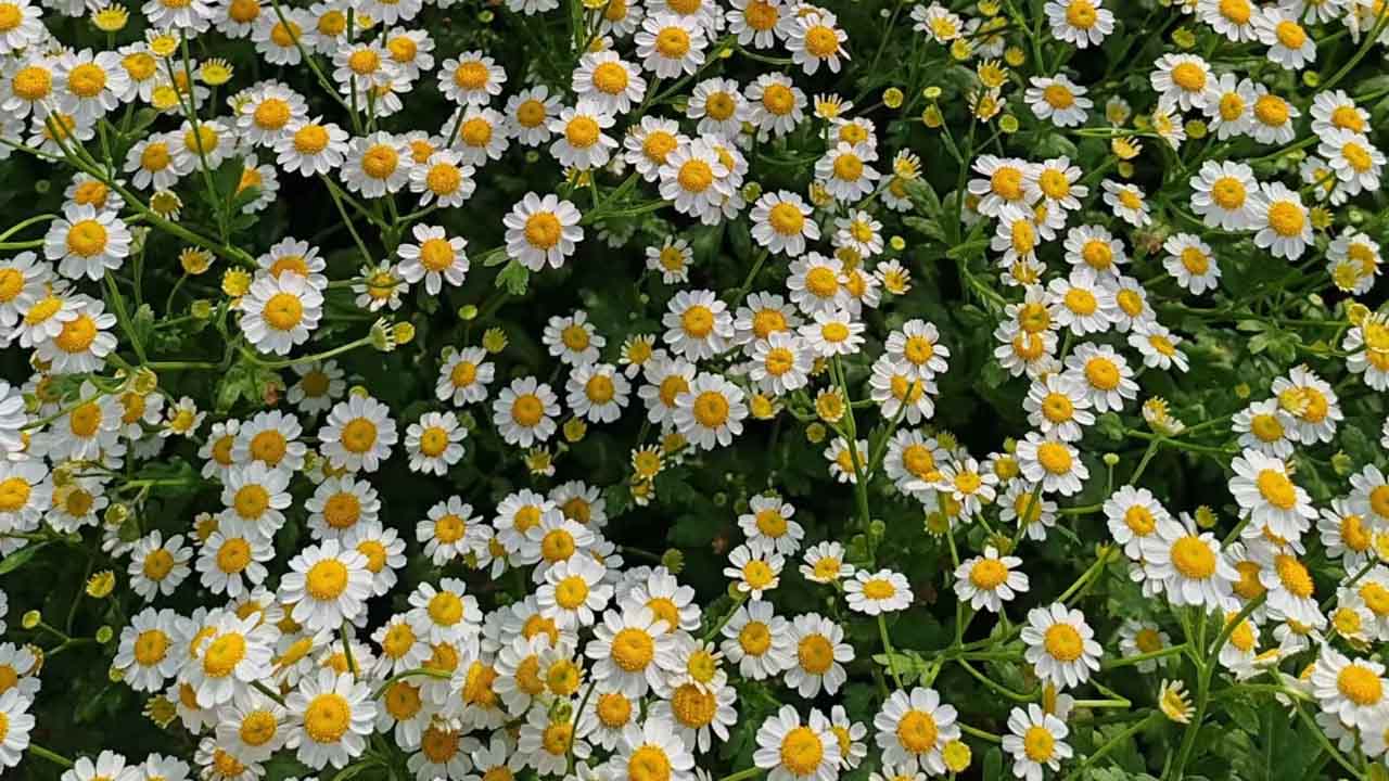 母菊
