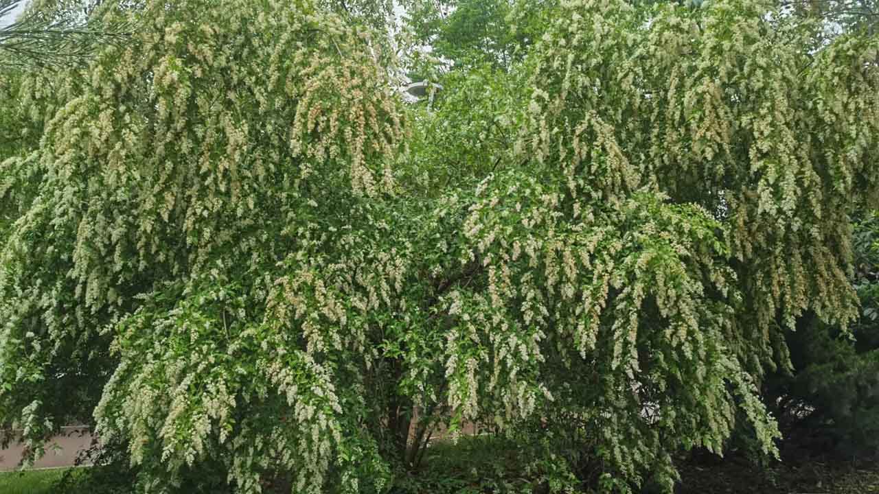 小蜡