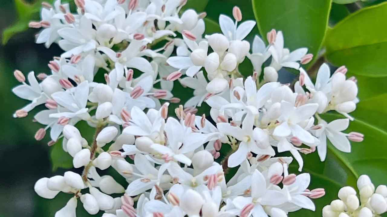 小蜡