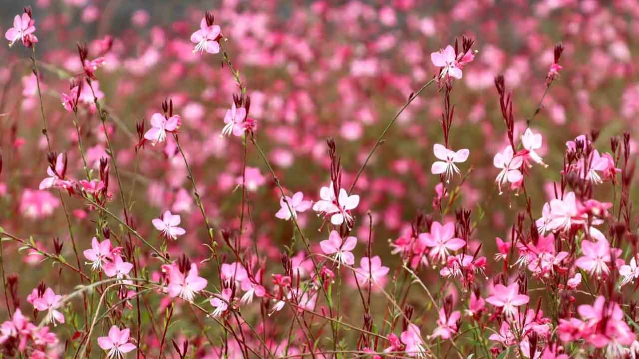 山桃草
