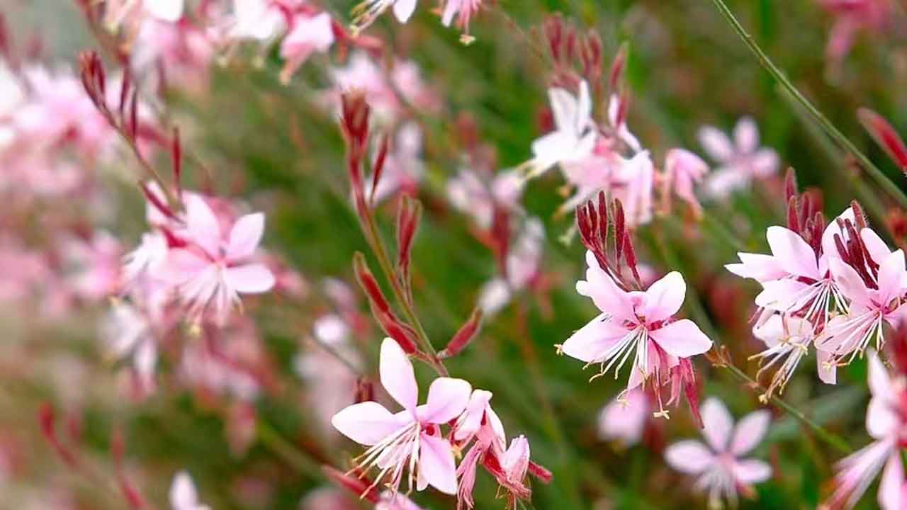 山桃草