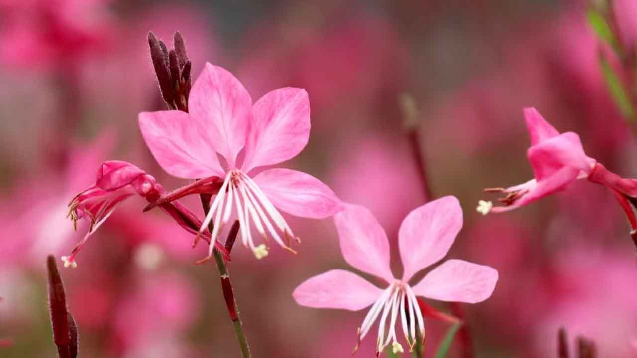 山桃草