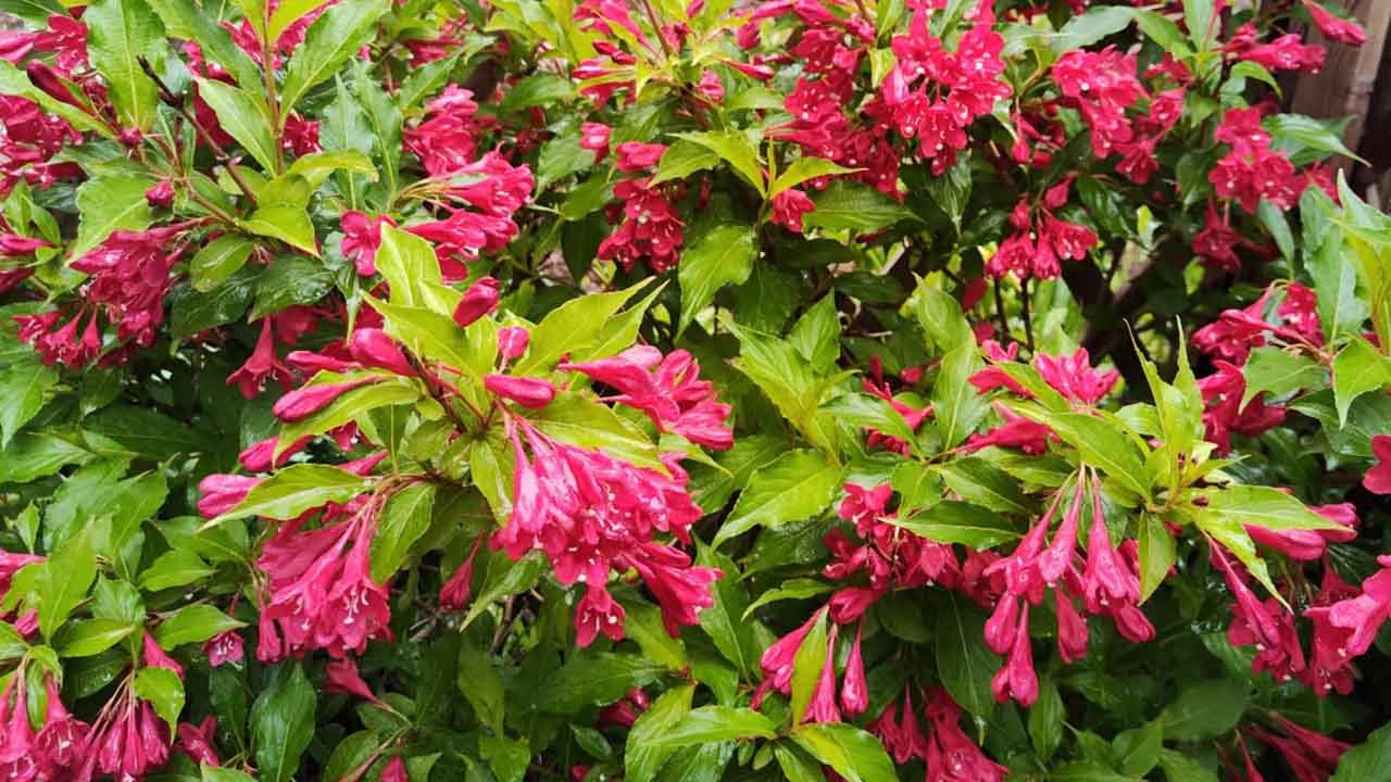 锦带花