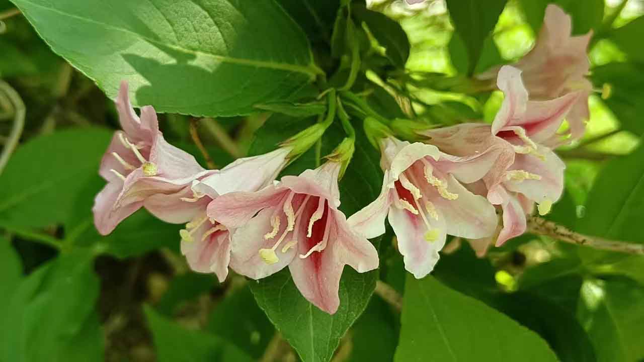 锦带花