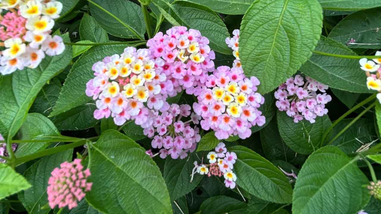 马缨丹