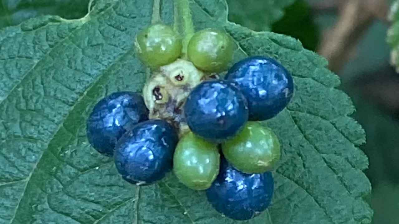 马缨丹