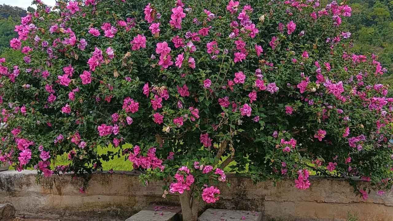 木槿
