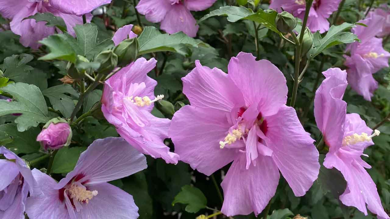 木槿