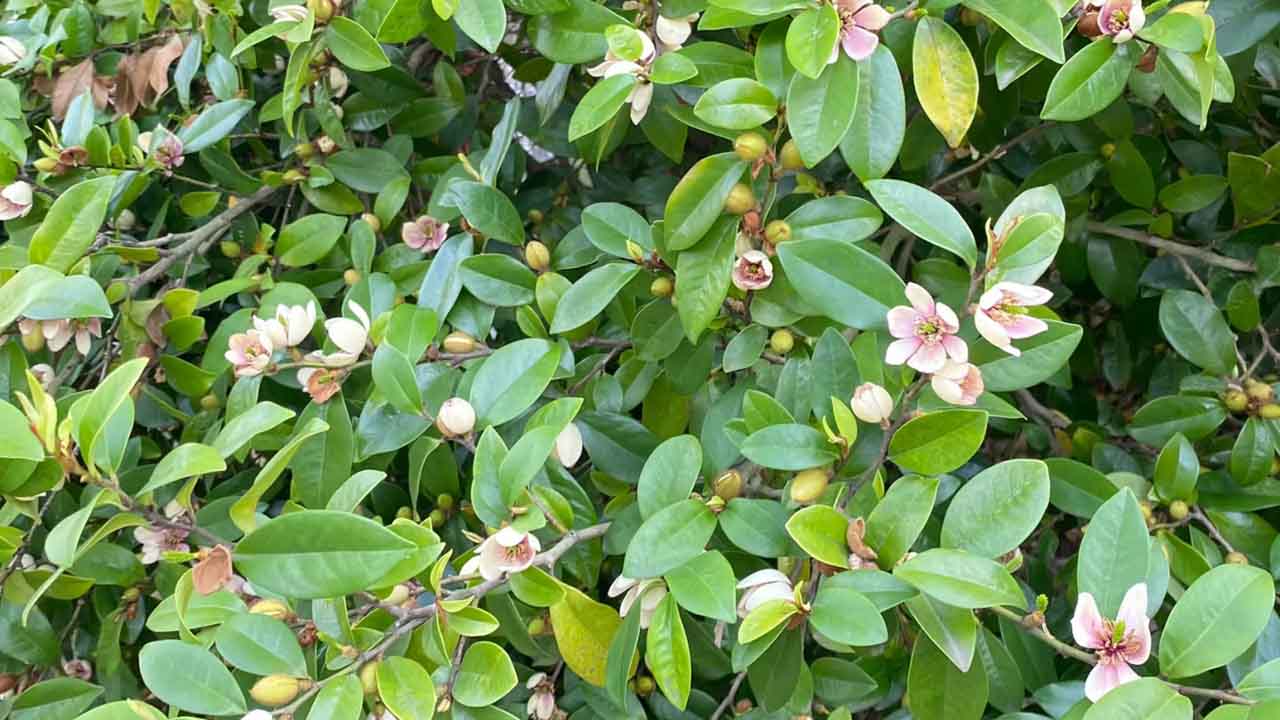 含笑花