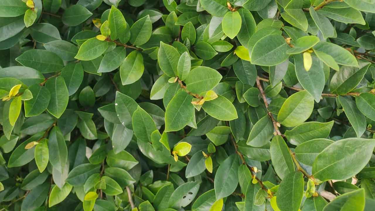 含笑花