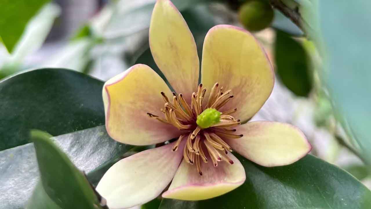 含笑花