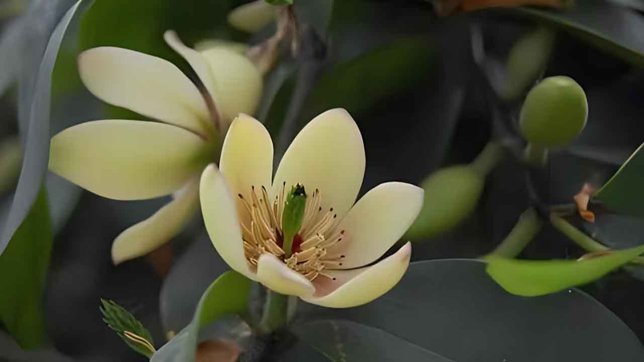 含笑花