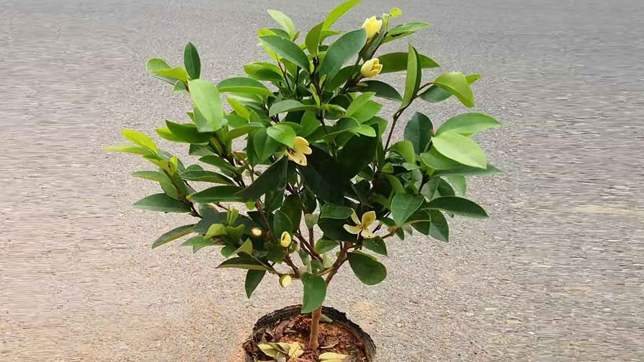 含笑花
