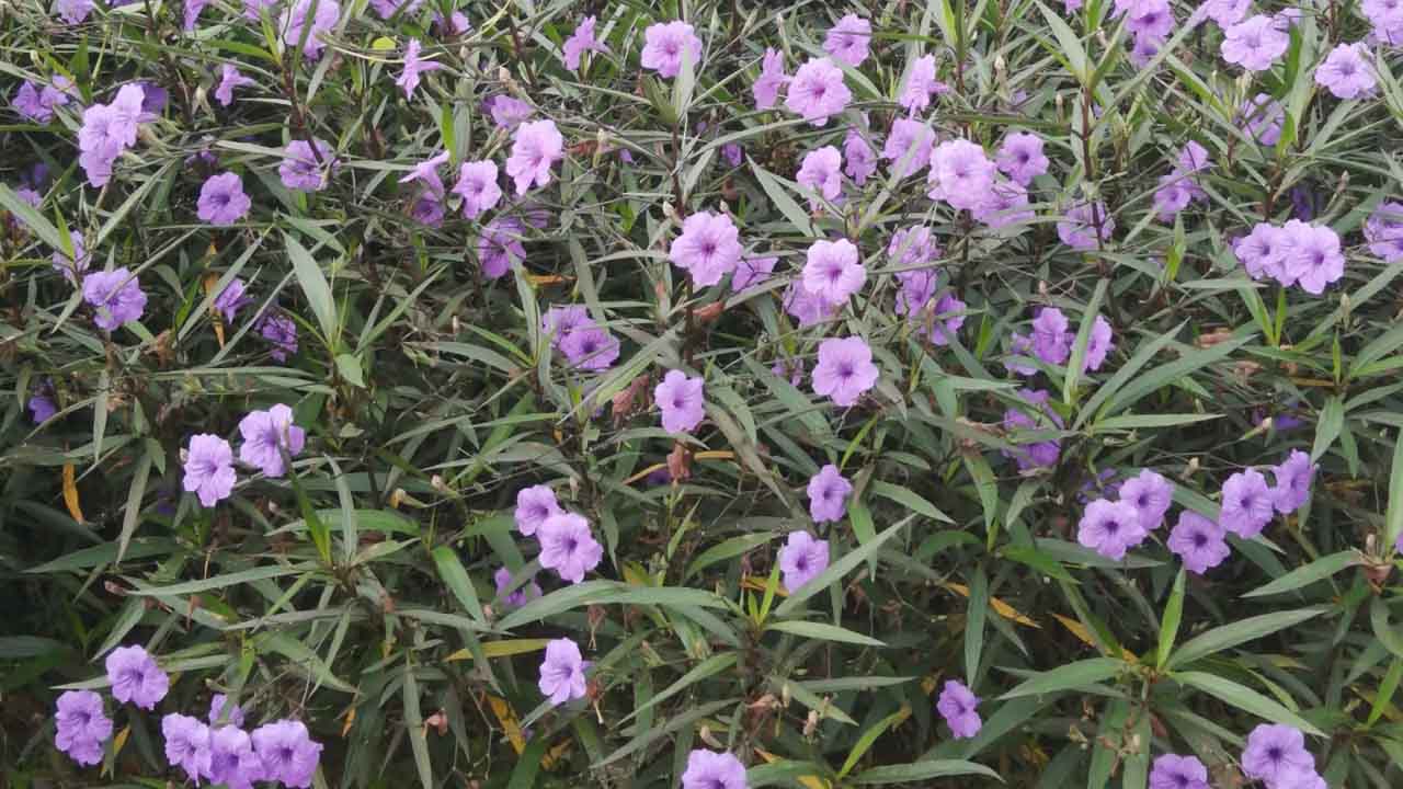 蓝花草