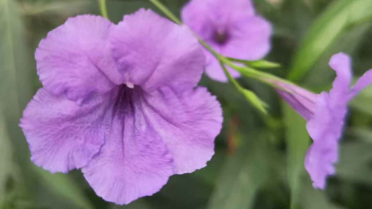 蓝花草