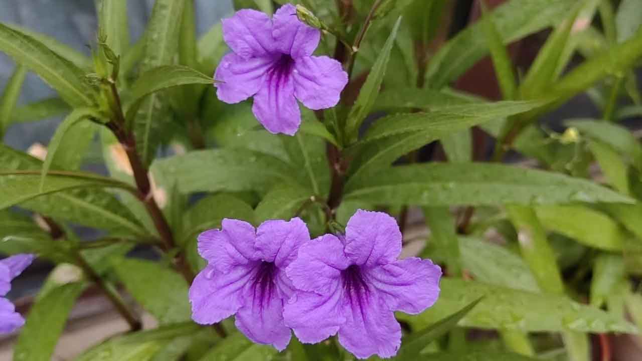 蓝花草