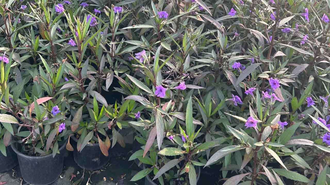蓝花草