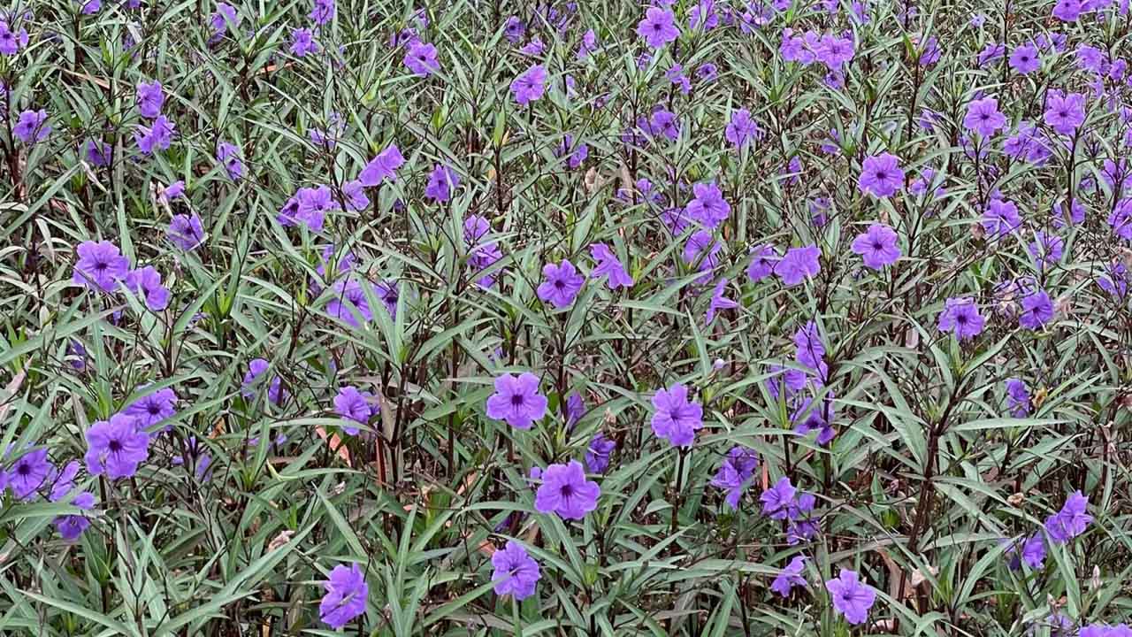 蓝花草