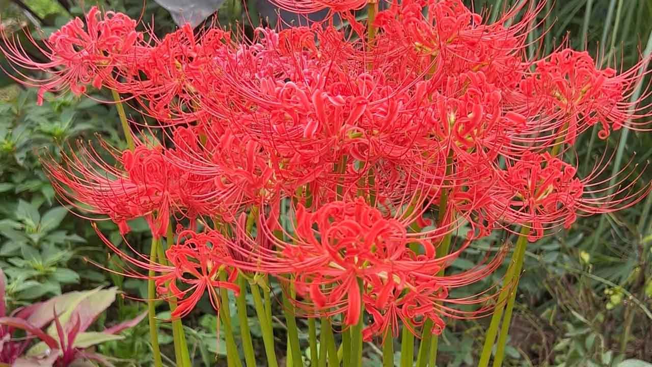 石蒜
