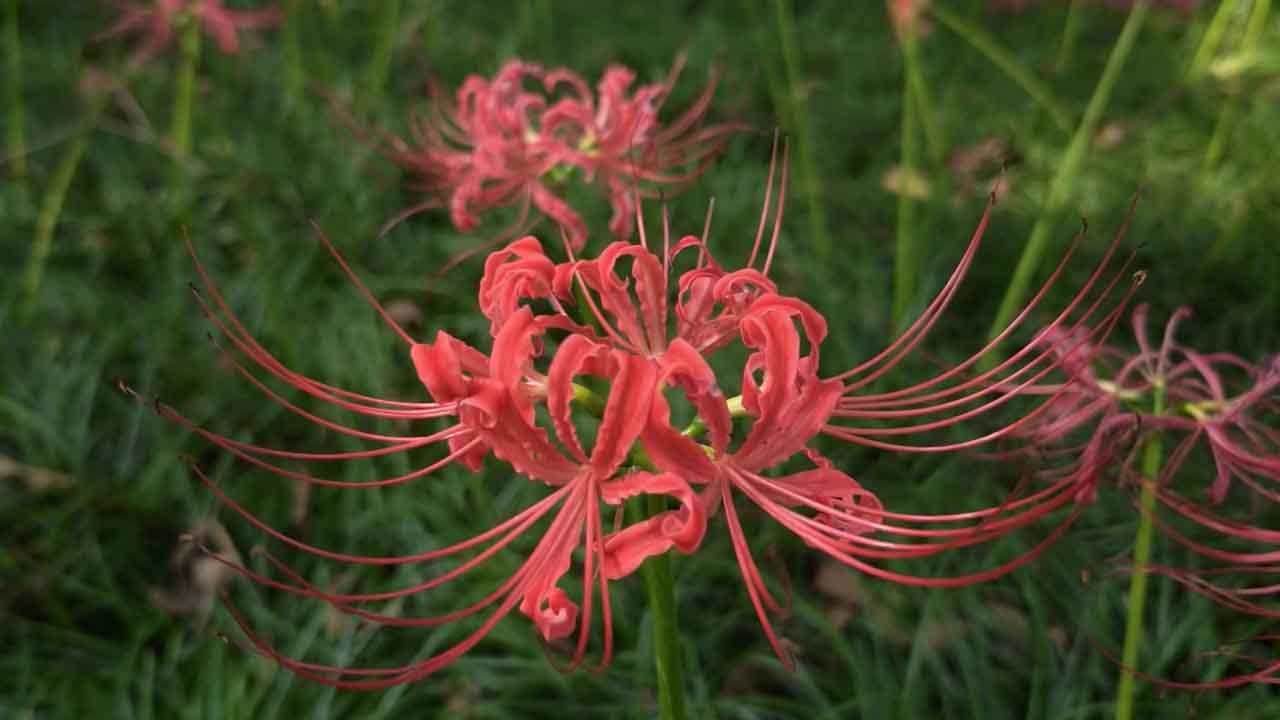 石蒜