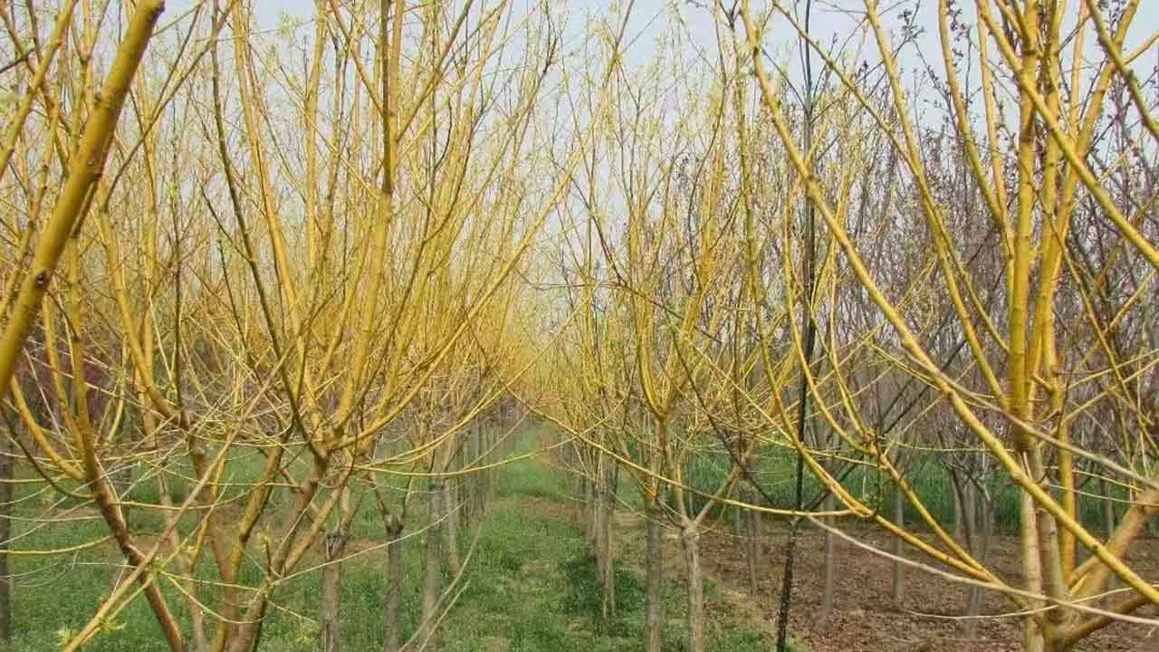 金枝槐