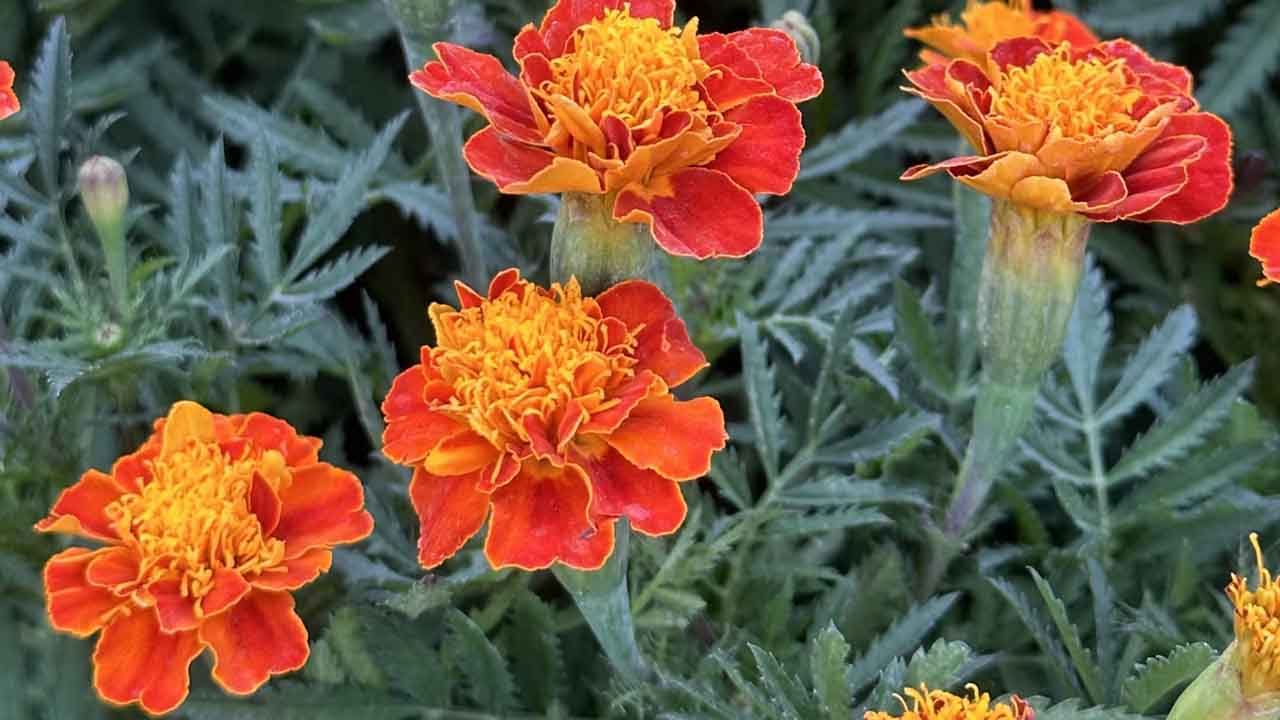 万寿菊